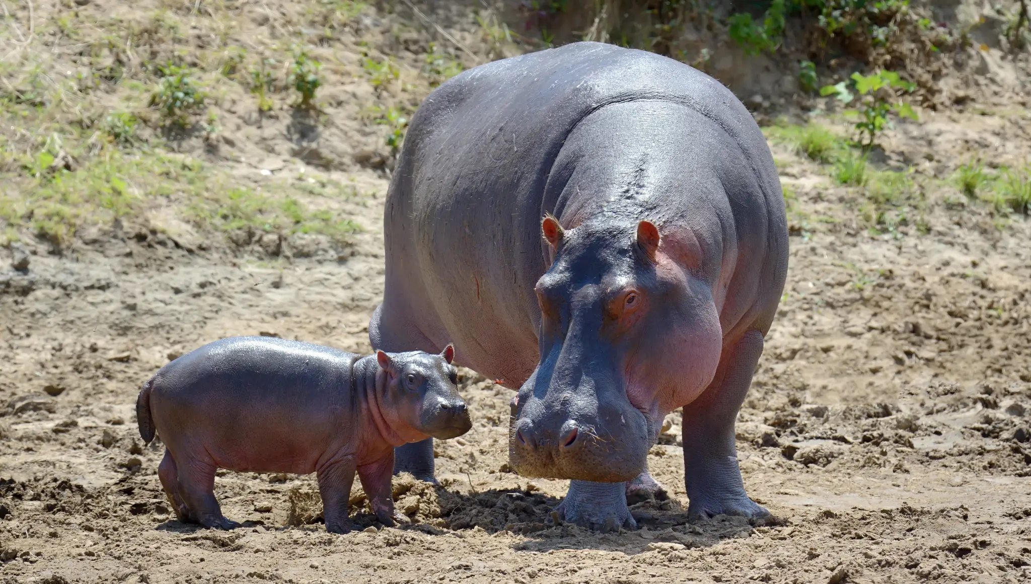 Hippo Day 2026 (15 February): Date, History, Significance, Conservation Awareness & How to Observe