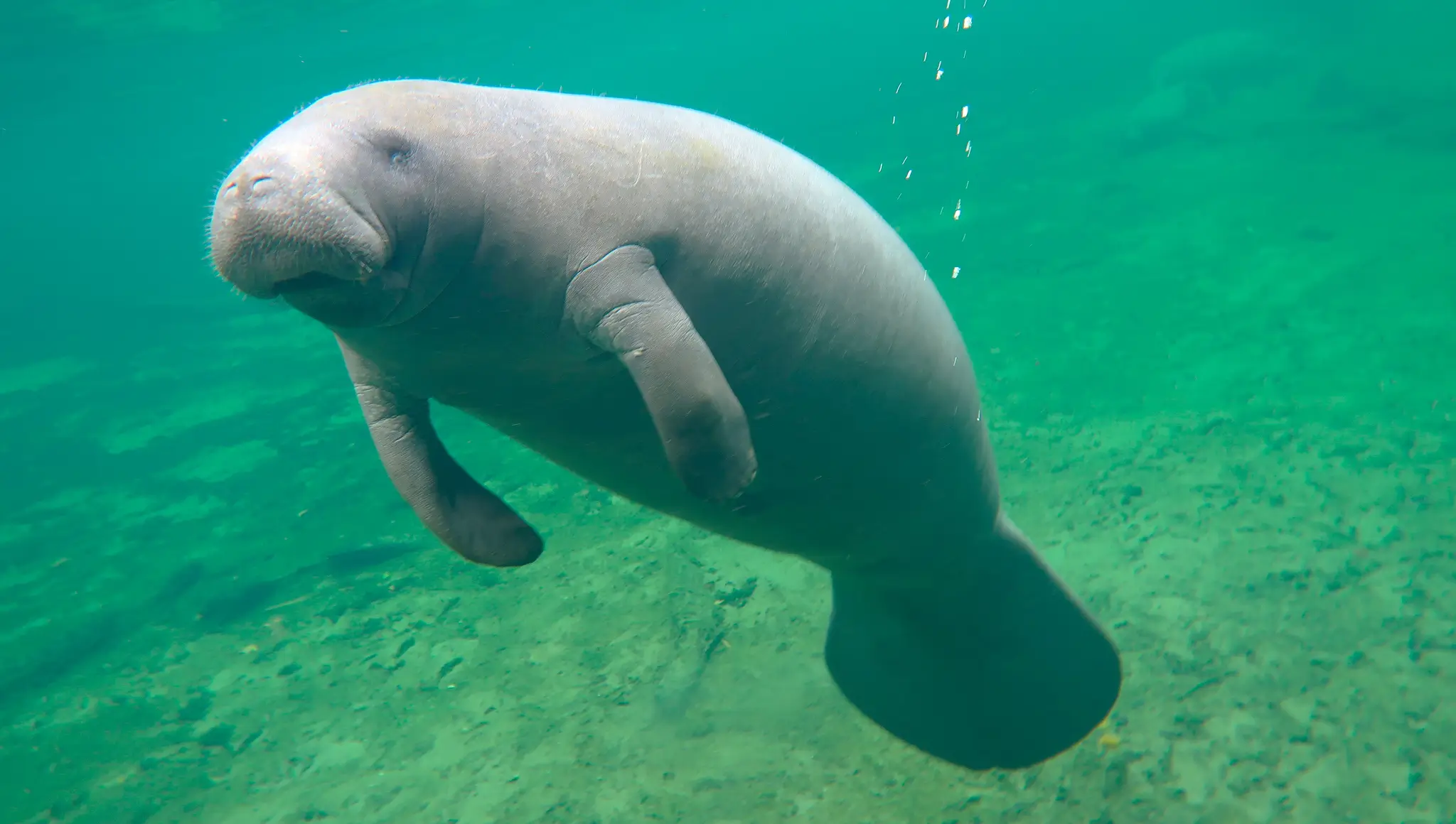 Manatee Appreciation Day 2026 (25 March 2026): Date, History, Significance, Facts, Conservation, Activities, Wishes & More