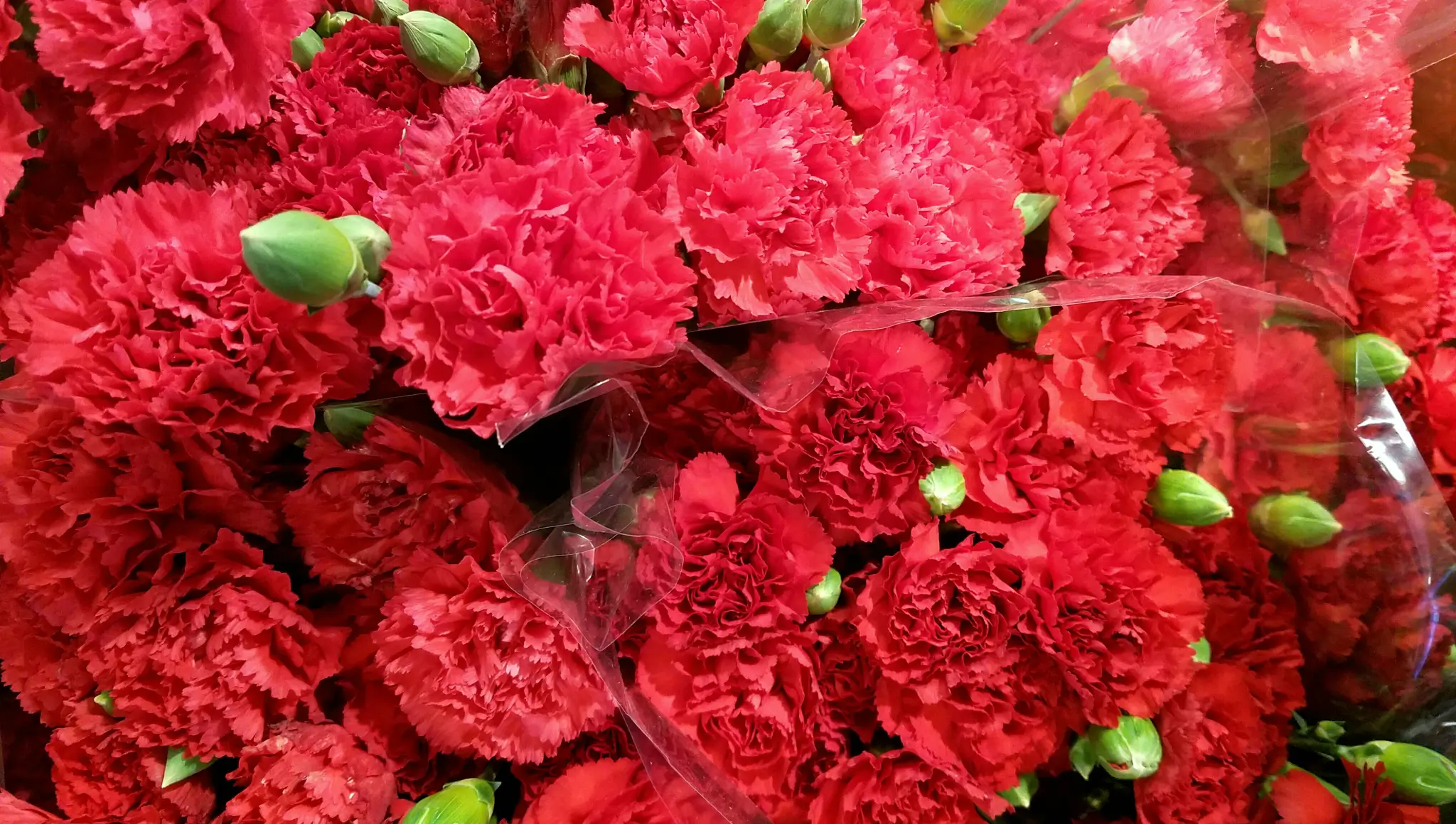 National Carnation Day 2026: Date, Meaning & Spread Love and Appreciation with Flowers