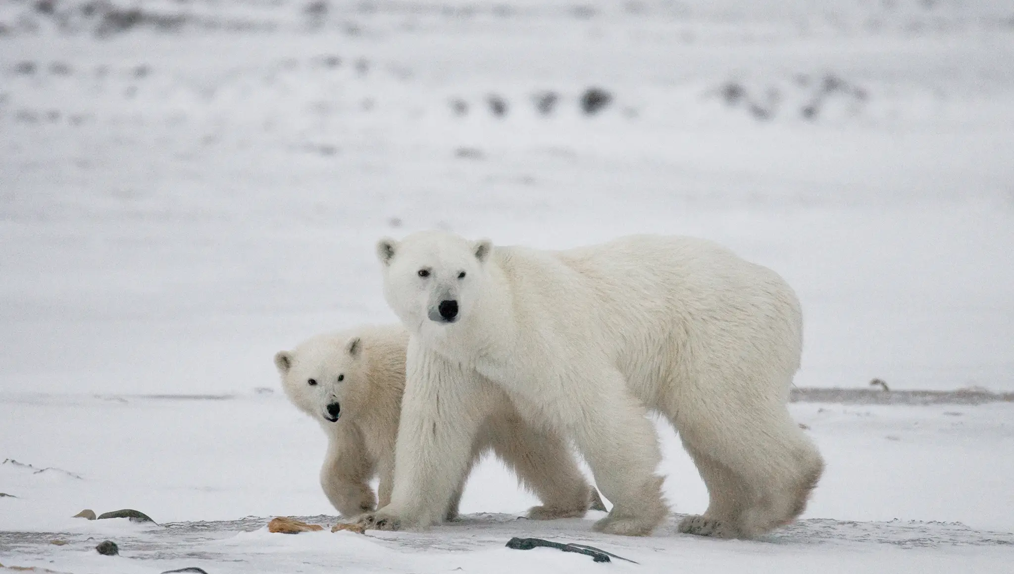 National Polar Bear Day 2026 (27 February): Date, Significance, Climate Awareness & How to Help Protect Polar Bears