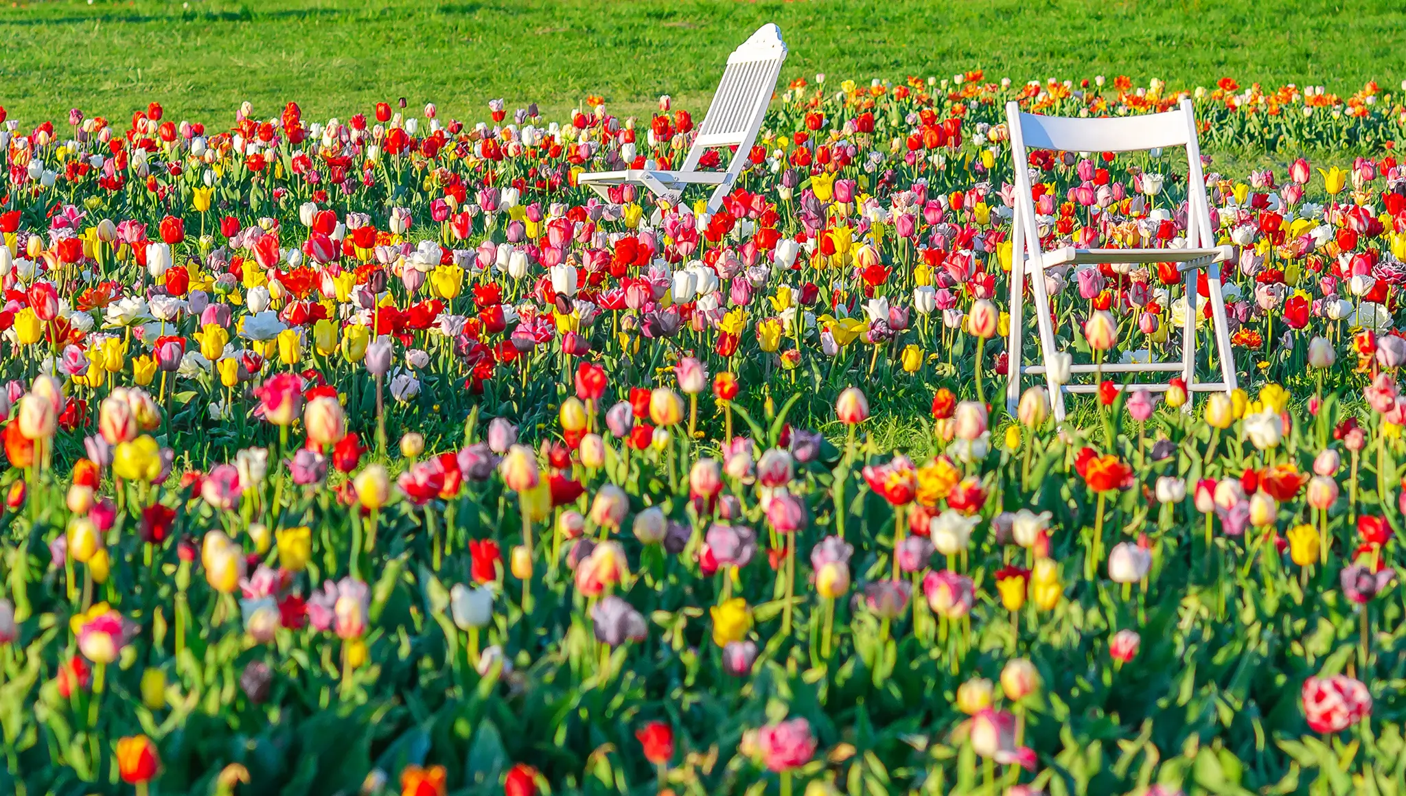 Spring Begins 2026 (20 March): First Day of Spring, Meaning, Spring Equinox, Traditions, Activities & Celebration