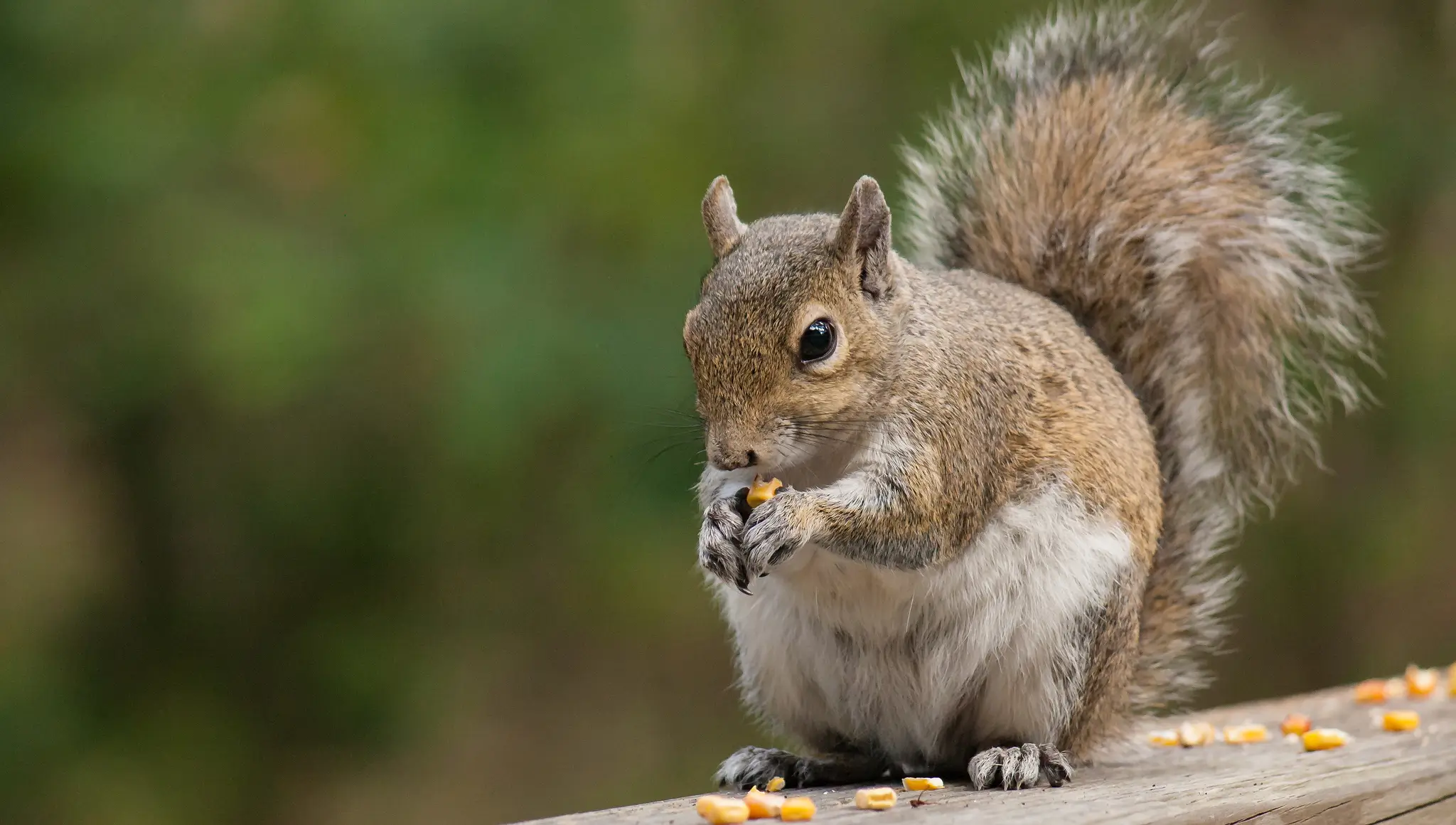 Squirrel Appreciation Day 2026: Date, Fun Facts, Wildlife Love & How to Join the Fun